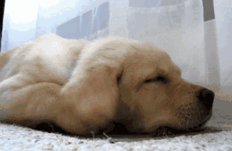 为什么一下雨就想睡觉 还睡得特别香?